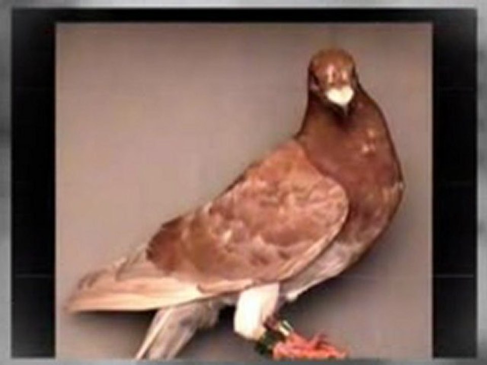 Pigeon Pals Racing Club Daily Results 229