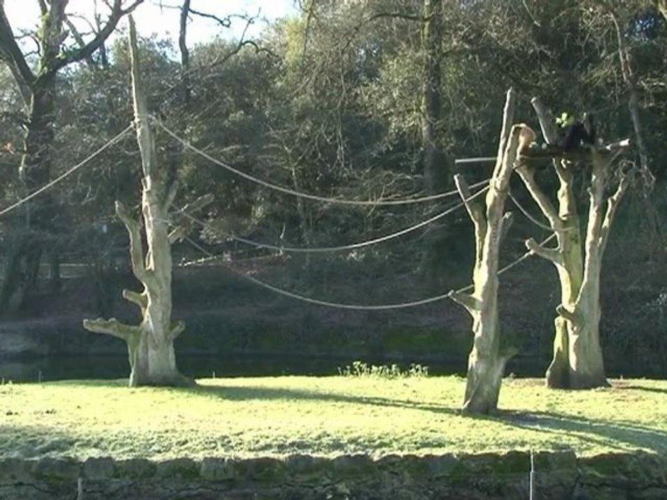 Naissance gibbon à favoris roux