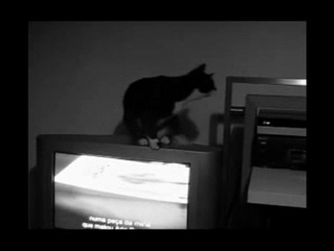Chat vs décharge électricité statique