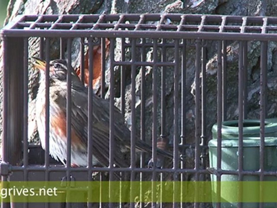 Grive mauvis - Ramage grive mauvis - Grive mauvis ramageuse