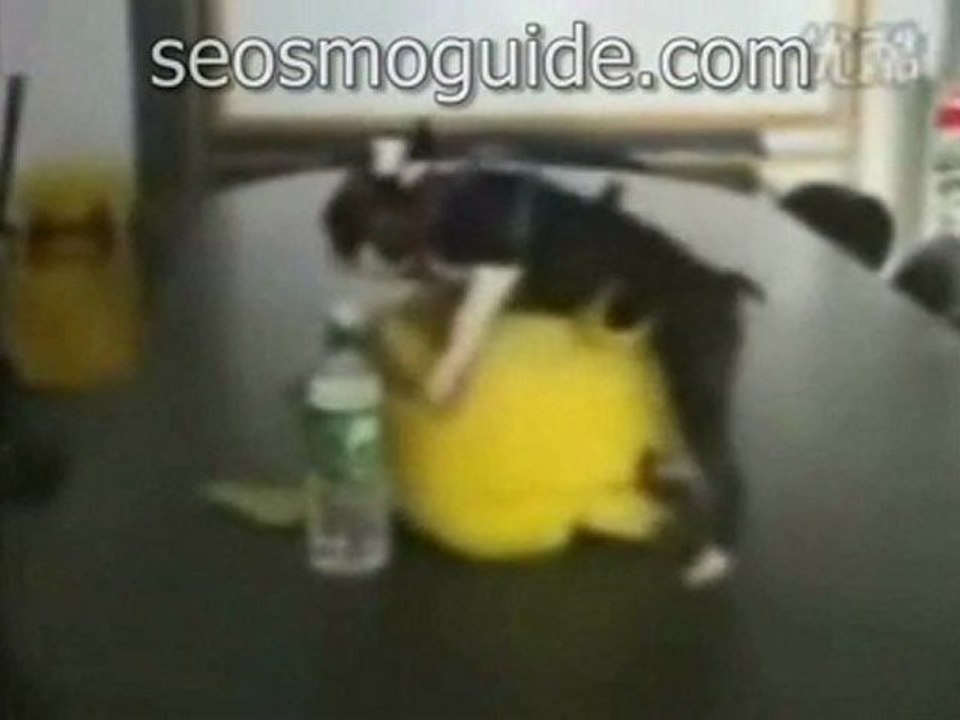 seosmoguide.com,when dog fall in love with Pikachu