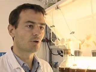 Les micro-algues, essence du futur ?