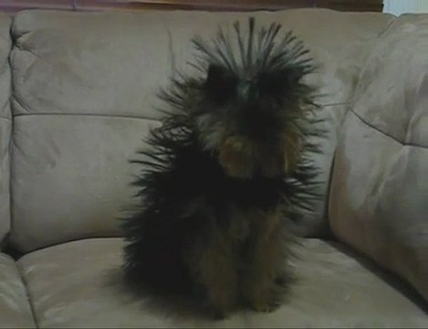 chien et electricite statique
