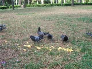 Commentaire animalier d'Adrénaline