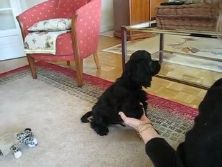 Gédéon des Perles d'Onyx dit Saxo