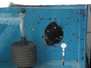 Nhamunda Henkel cross & Snake Skin 2.batın F1 yavruları