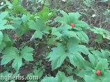 Goldenseal herb, Hydrastis canadensis