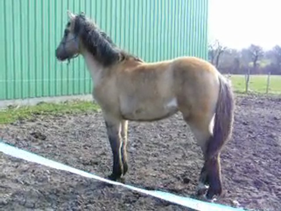 vaillante de l'aube pouliche croisée SF/trait poitevin