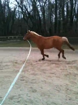 galop à main gauche