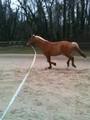 galop à main gauche