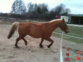 saut en longe