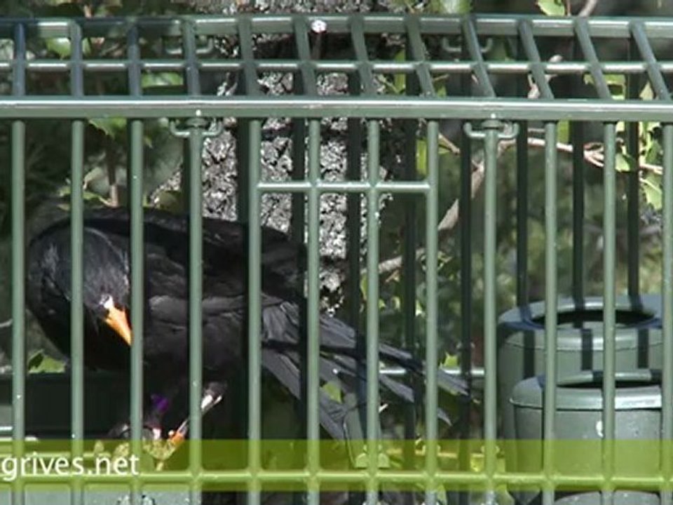 Chants et ramage du Merle noir. Merle ramageur. Les différen