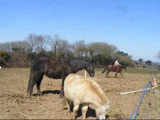 Jingel en cordelette & laché des fauves xD