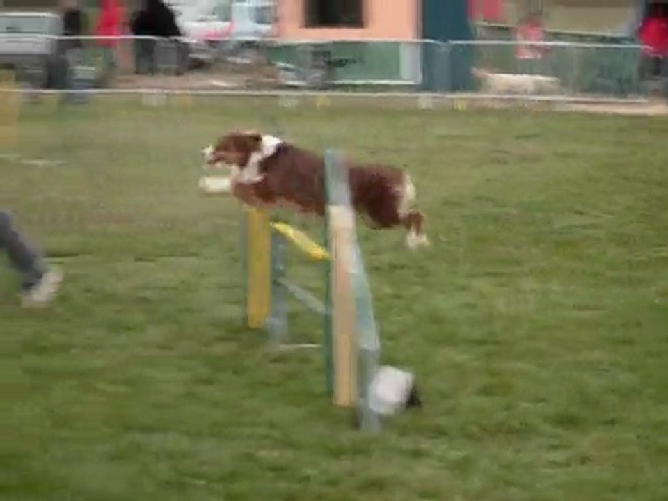 Concours d'agility de Val de Saône du 7 mars 2010