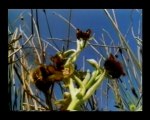 Taklitçi Orkide (Doğa Bilimleri Derneği)
