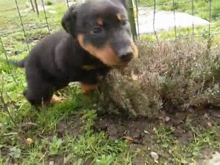 Bleu foncé et Vert foncé jouent... (3)