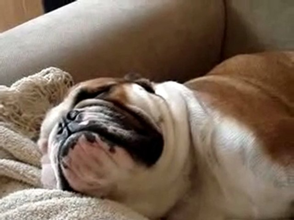 Il bulldog che russa