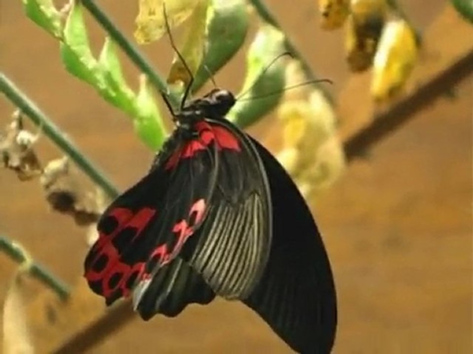 Naturospace - La ferme aux papillons