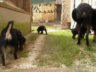 Bleu foncé et vert foncé jouent... (2)