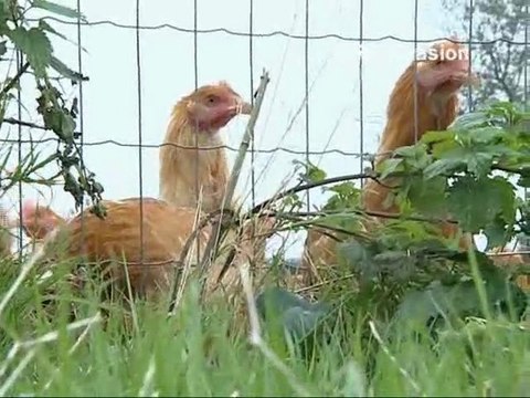 Calaisis TV: L'oeilleton d'émma : La Volaille de Licques 1