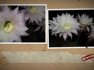 FLOWERS-2009 (BODRUM-TURKEY)