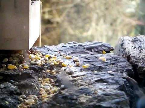 gerbille ou souris ?