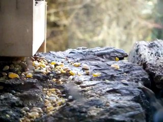 gerbille ou souris ?