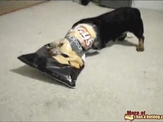 Il bassotto contro il sacchetto di patatine