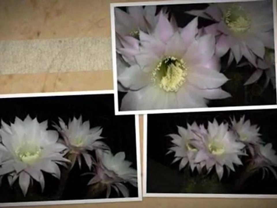 FLOWERS1-09/2009 (TURGUTREİS/BODRUM)