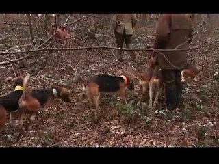 Chasse au renard dans l'Aube