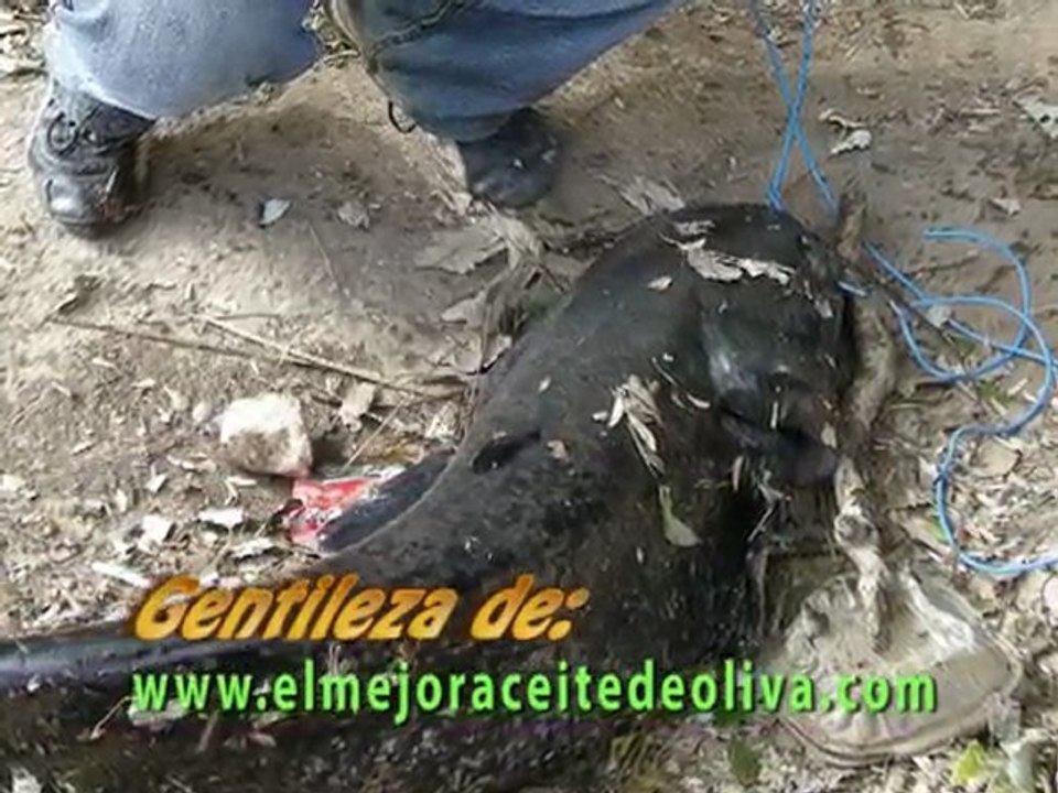 ataques y pesca de siluro.