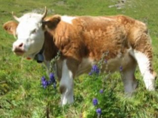 Walking Holidays in Switzerland