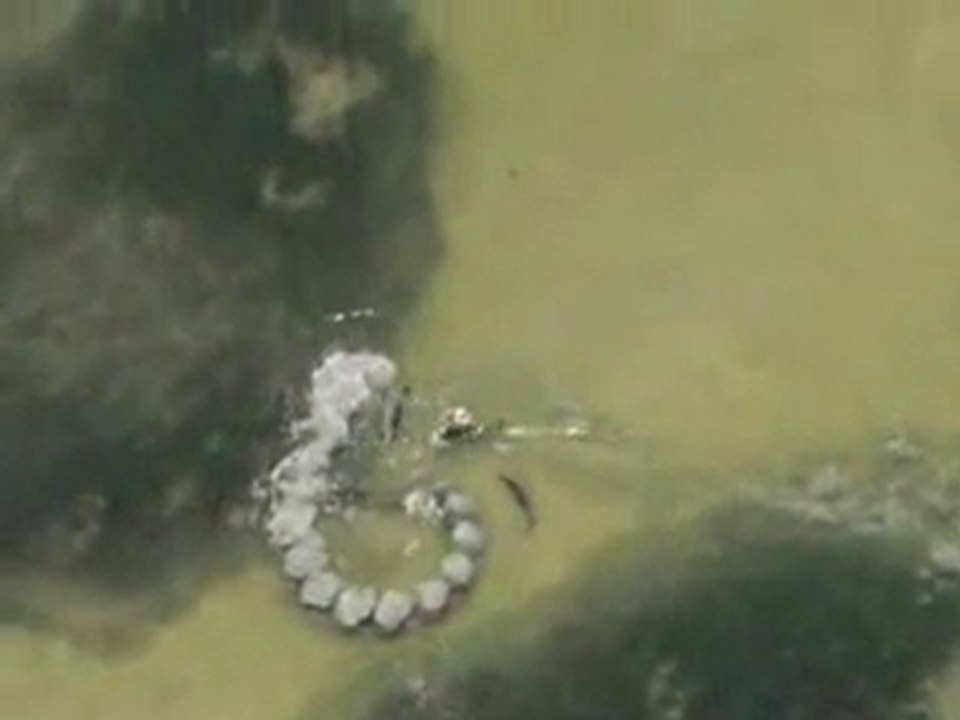 Life Bottlenose dolphins mud-ring feeding www.karapapak.com