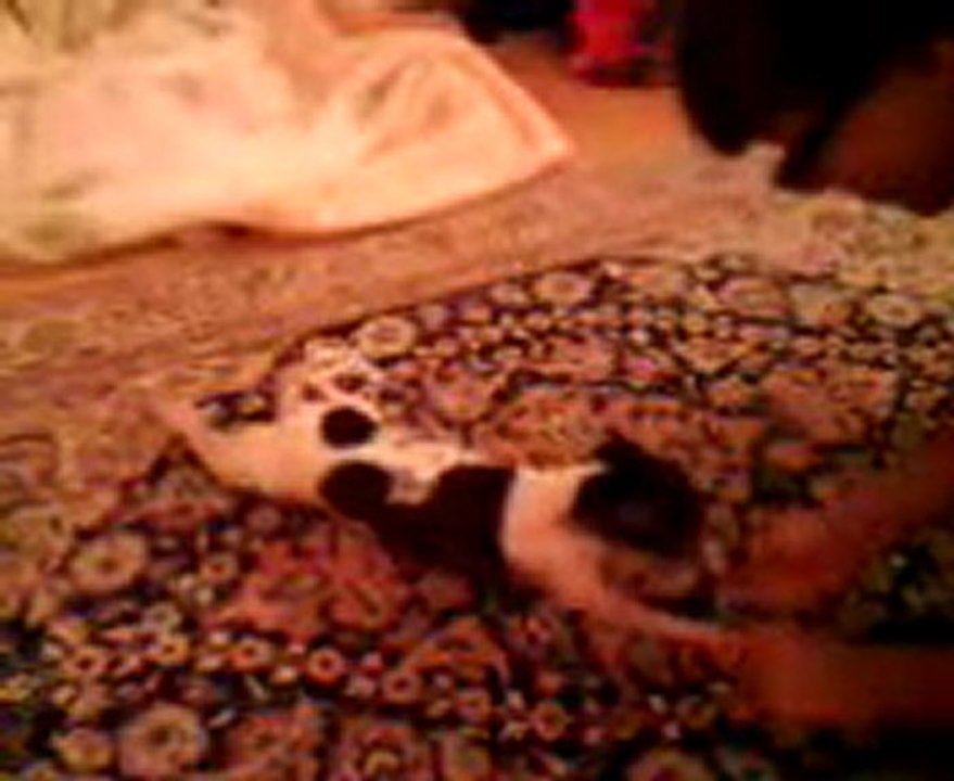 Gracie