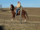 Peruvian Paso and Their Cadillac Gait