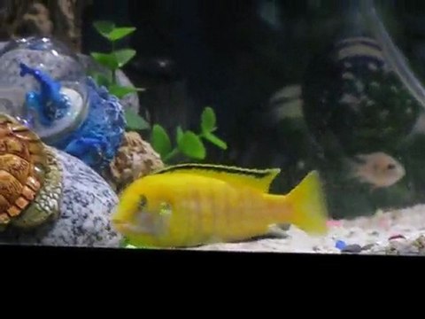 Labidochromis caeruleus flicker ( Sarı prenses titreme )