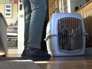 Comment apprendre la propreté à son chien ?