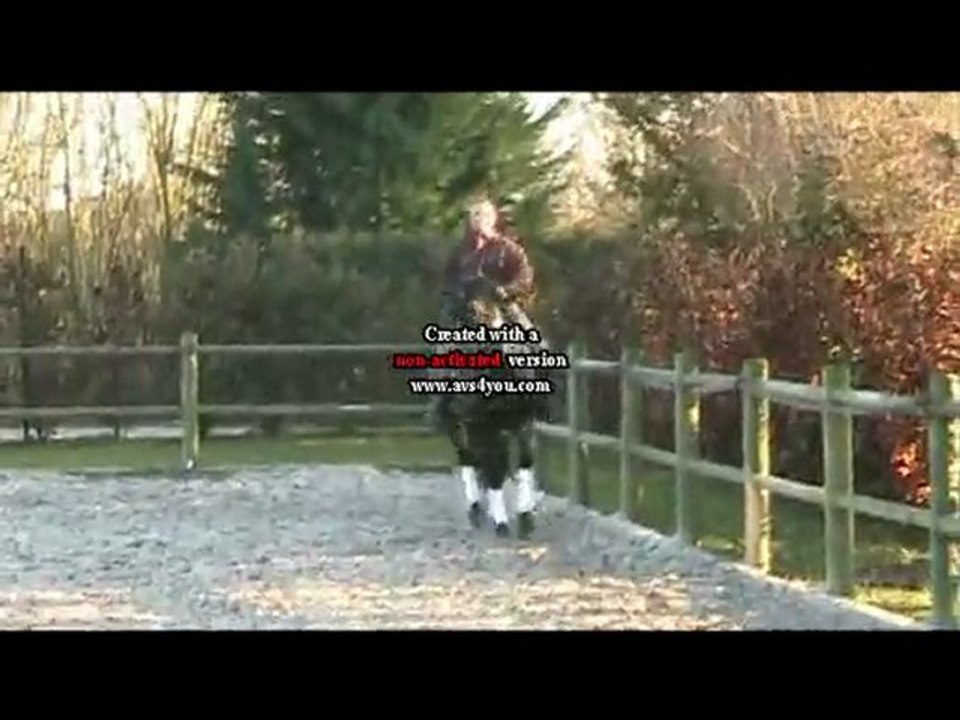 QRAC DE LA FONT, étalon pur sang lusitanien, 1m65