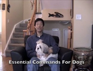 How To Be A Responsible Dog Owner - Puppy Training