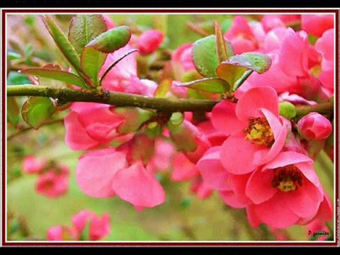 C'est le printemps-musique James MRAZ I'm Yours