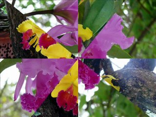 Voyage en Thaïlande