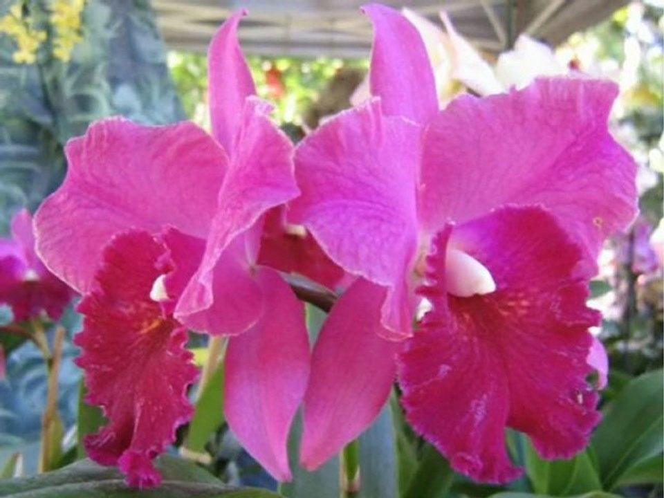 marwan khouri-ya rabbi [High quality