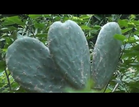 Poète - João Eudes et Zenobio Araujo