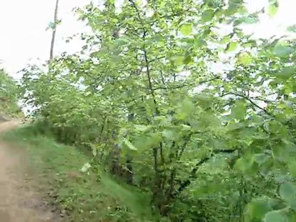 gomar cicegi