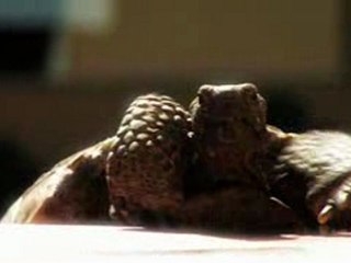 Corona Commercial - OC Creative Media