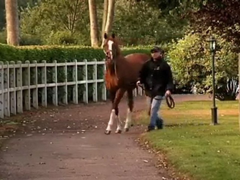 Haras du Mezeray