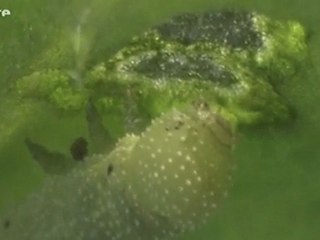 La force cachée des plantes - Championne de la comm - Part.2