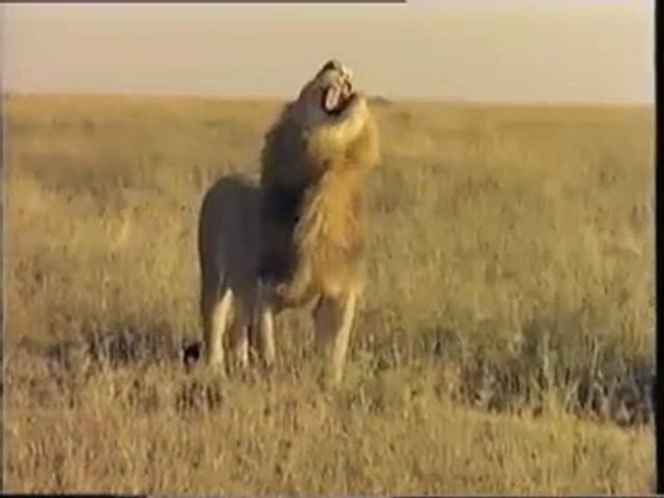 أدغال أفريقيا
