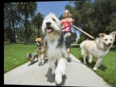 LA Dog Walker Professional, full service pet sitting servic