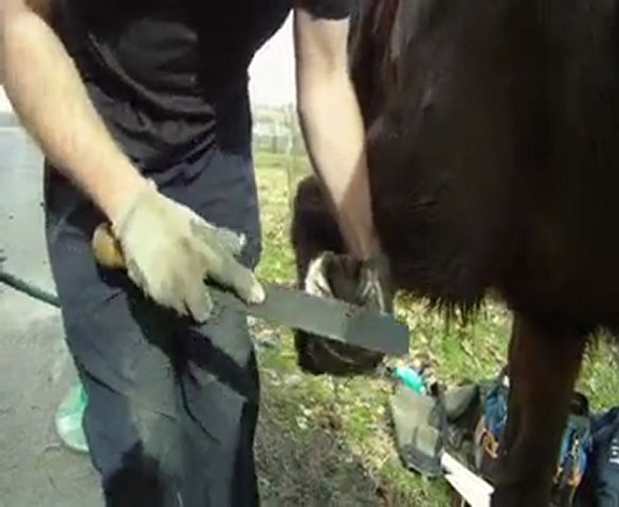 Parage naturel cheval